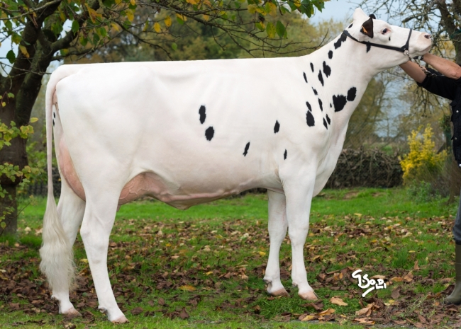 DOSE TAUREAU FLOW - NFR4432722567 - 6679479