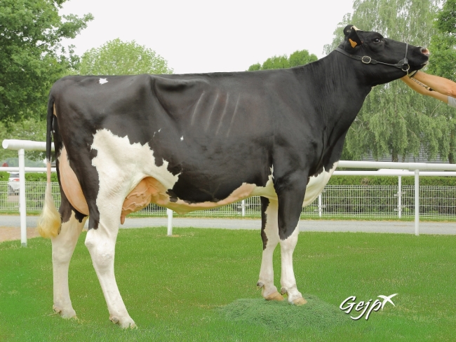 DOSE TAUREAU FLOW - NFR4432722567 - 6679479