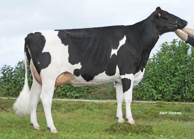 DOSE TAUREAU JUICY - NFR4432722798 - 6687366