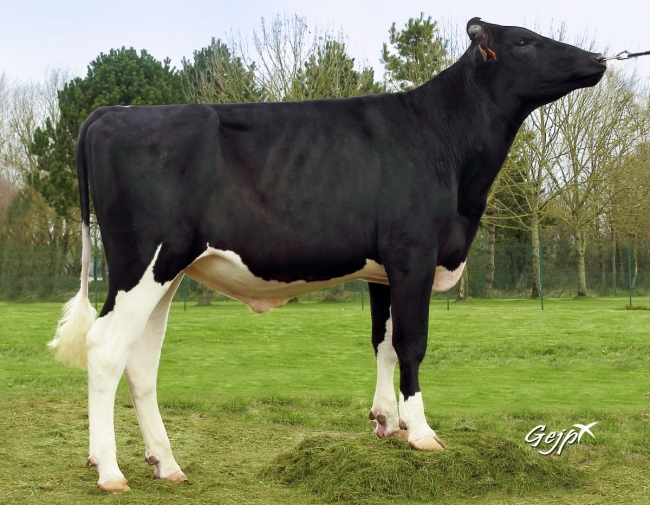 DOSE TAUREAU LAPSUS - NFR4432722859 - 6688377