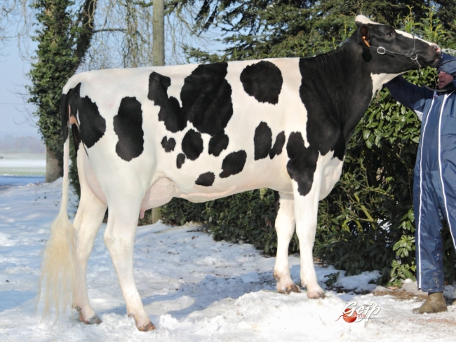 DOSE TAUREAU LAPSUS - NFR4432722859 - 6688377
