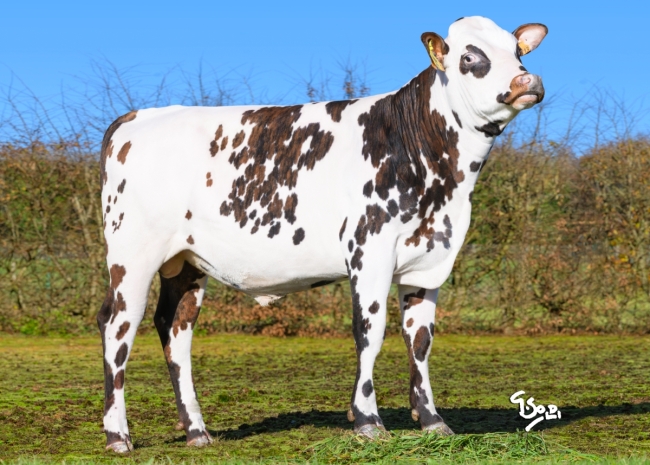 DOSE TAUREAU VAGALAM - NFR4433490113 - 56A4184