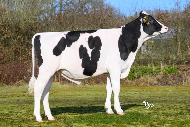DOSE TAUREAU ULOVE P - NFR4436116836 - 66A3161