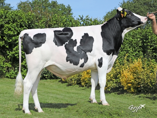 DOSE TAUREAU MILOU RF - NFR4437473893 - 6690259