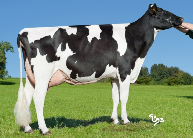 DOSE TAUREAU NIVERNAIS - NFR4437474083 - 6692880
