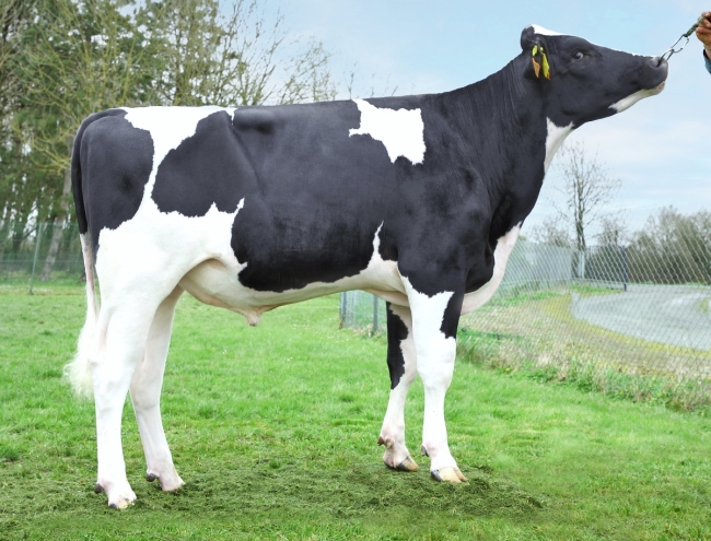 DOSE TAUREAU STARLANDAI - NFR4443991974 - 66A0265