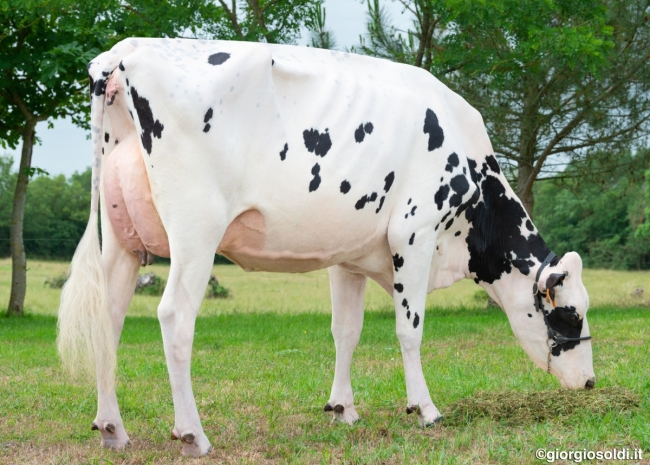 DOSE TAUREAU ROSARIO - NFR4445550944 - 6696790