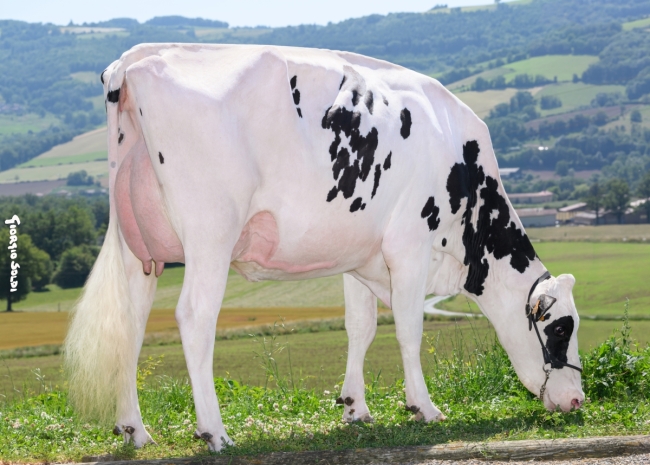 DOSE TAUREAU ROSARIO - NFR4445550944 - 6696790