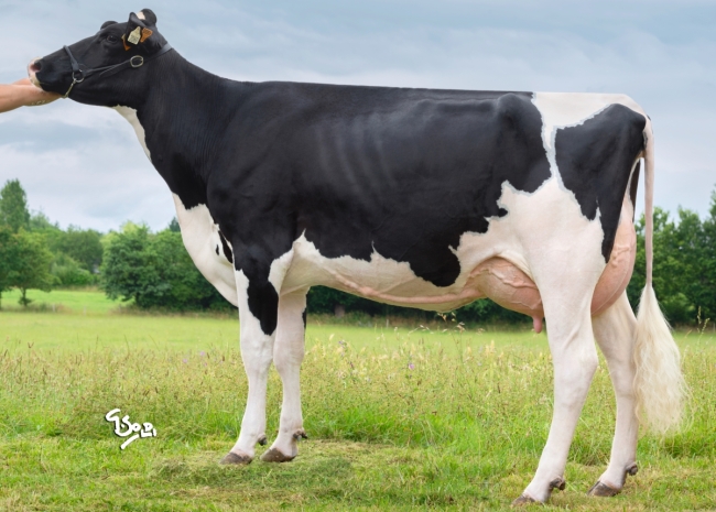 DOSE TAUREAU SOLDADO - NFR4445551044 - 6698423