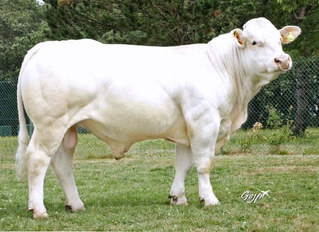 DOSE TAUREAU REVE - NFR4446792098 - 3898469