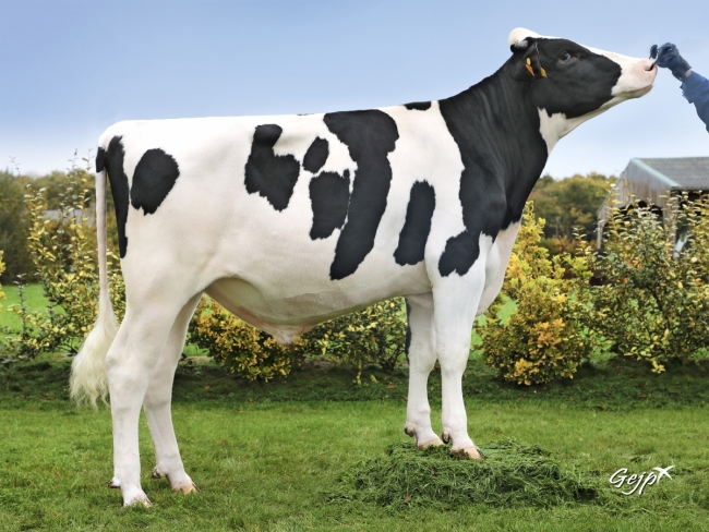 DOSE TAUREAU MARATHON - NFR4451378566 - 6691228