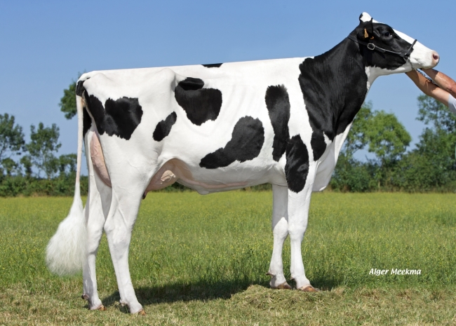 DOSE TAUREAU MARATHON - NFR4451378566 - 6691228
