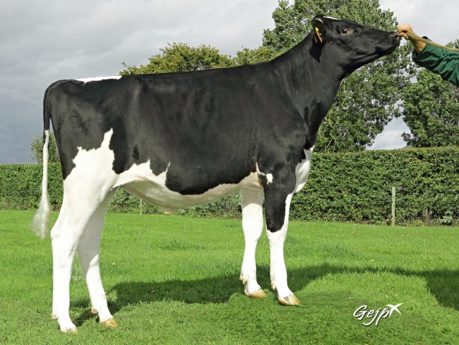 DOSE TAUREAU JARMON - NFR4457925018 - 6687707
