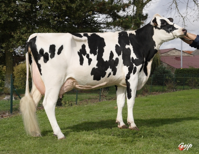 DOSE TAUREAU JARMON - NFR4457925018 - 6687707