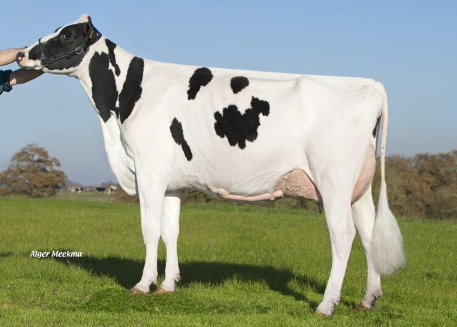 DOSE TAUREAU JARMON - NFR4457925018 - 6687707