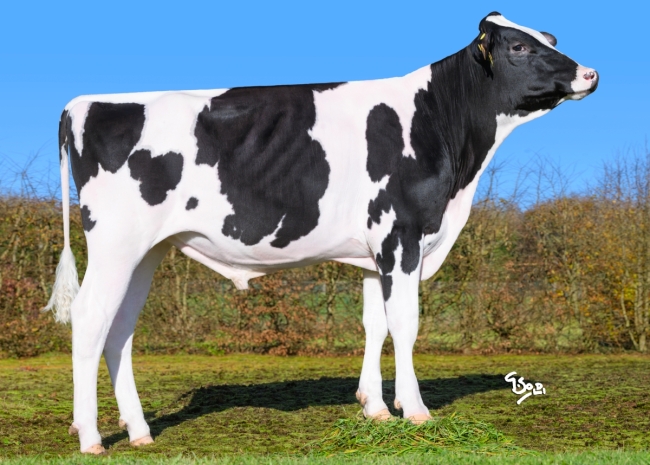 DOSE TAUREAU VIRVOLTANT - NFR4458458585 - 66A4315
