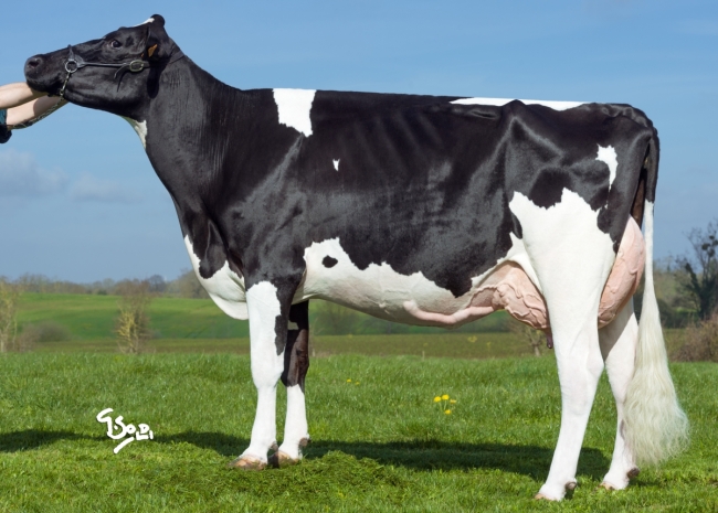 DOSE TAUREAU JURIDIK - NFR4460978728 - 6687708
