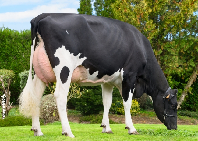 DOSE TAUREAU RAMAVINGA - NFR4472336533 - 6696808