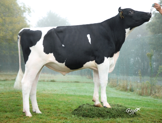 DOSE TAUREAU RICHIE - NFR4472336565 - 6697190