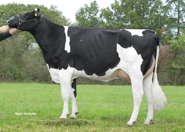 DOSE TAUREAU STUD P RF - NFR4472954519 - 66A0138