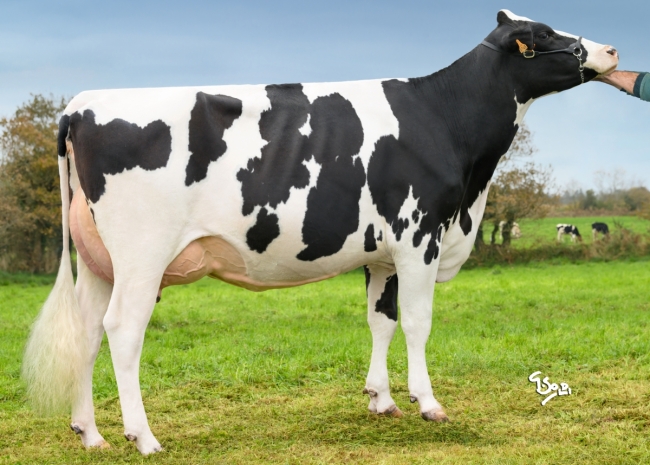 DOSE TAUREAU REVAUX PP - NFR4475373052 - 6697639
