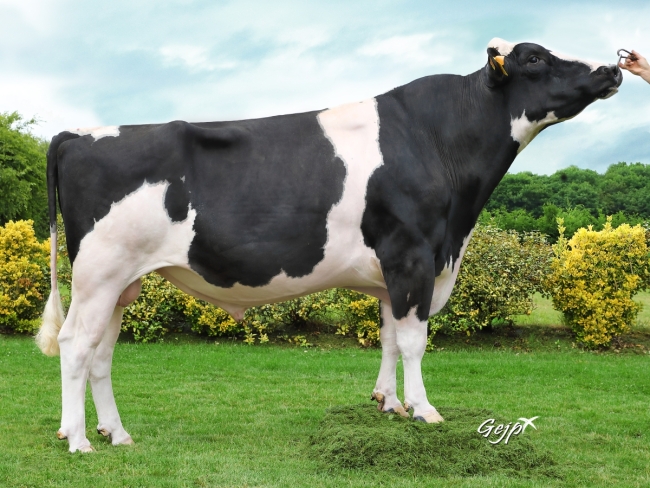 DOSE TAUREAU JAPPELOU - NFR4482234497 - 6687232