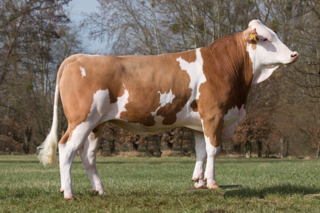 DOSE TAUREAU PEPERE - NFR4913044455 - 3596624