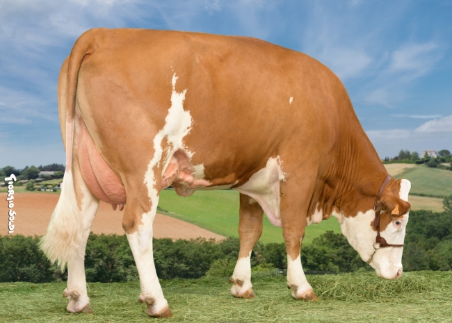 DOSE TAUREAU PEPERE - NFR4913044455 - 3596624