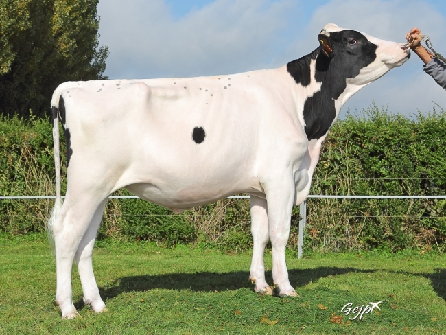 DOSE TAUREAU INTACT - NFR4925995282 - 6685288