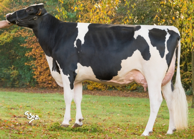 DOSE TAUREAU UVIC RF PP - NFR4929370805 - 66A2697