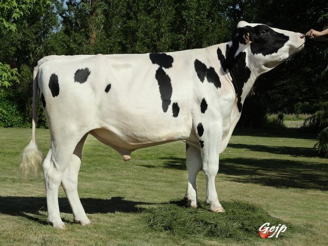 DOSE TAUREAU DUNHILL - NFR4931269100 - 6675303