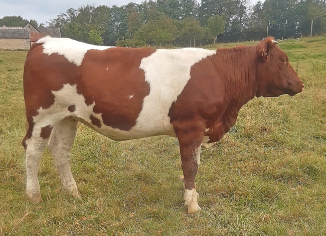 DOSE SEXEE MALE 90 TAUREAU PASTEL - YFR4946441318 - 4196359