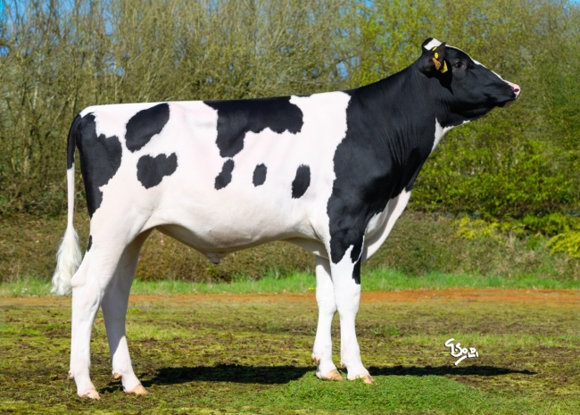 DOSE TAUREAU ALBERT - NFR4950798124 - 66A5018