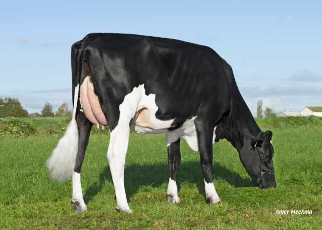 DOSE TAUREAU ALBERT - NFR4950798124 - 66A5018