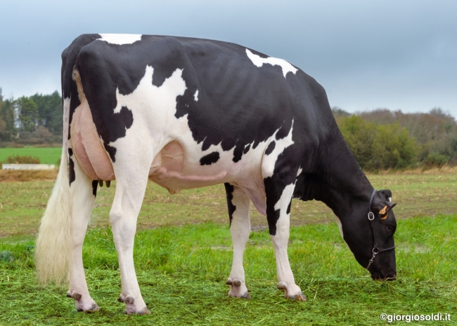 DOSE TAUREAU PEUPLIER - NFR4953768933 - 6695386