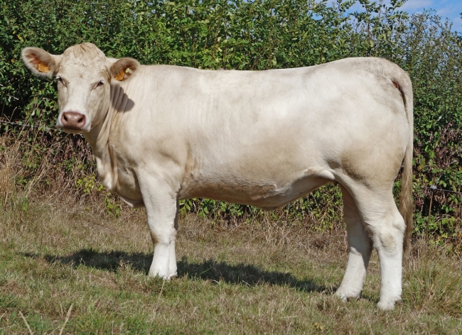 DOSE TAUREAU NEWMAN P - NFR4954607949 - 3894603