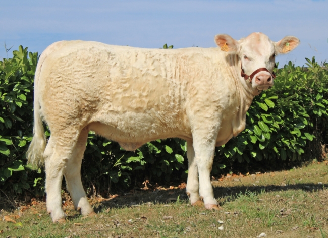 DOSE TAUREAU NEWMAN P - NFR4954607949 - 3894603