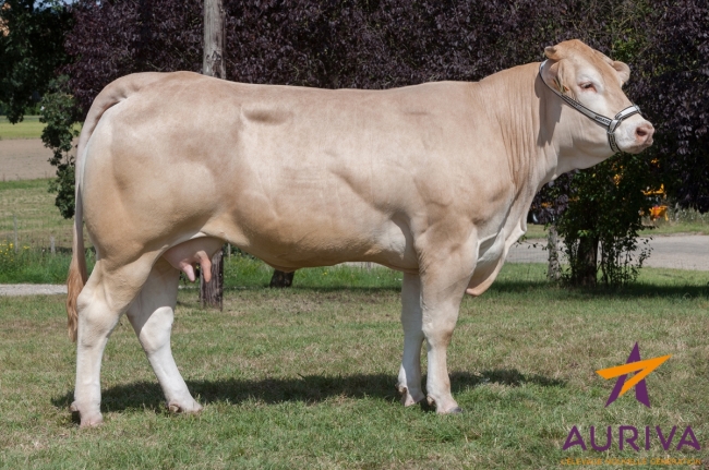 DOSE TAUREAU ENVOL - NFR4961211912 - 7978763