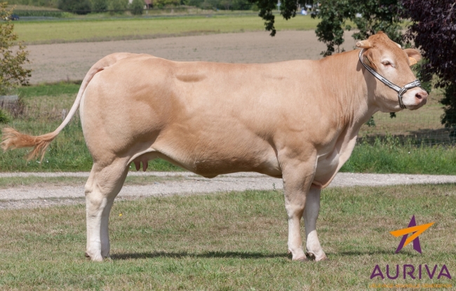 DOSE TAUREAU ENVOL - NFR4961211912 - 7978763