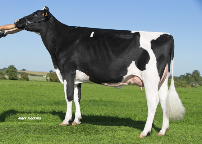 DOSE TAUREAU LAUTO - NFR4972760442 - 6688356