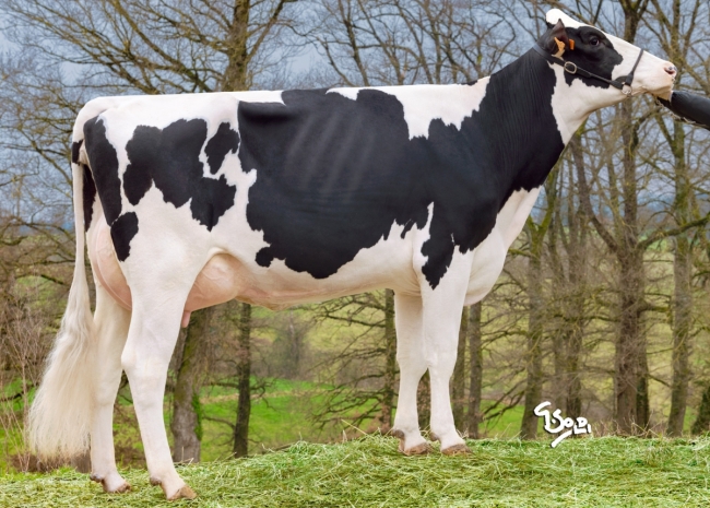 DOSE TAUREAU HADANGE - NFR4984611097 - 6684214