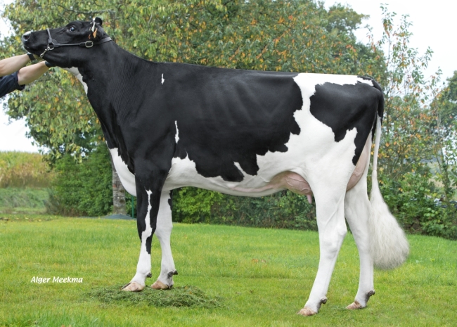 DOSE TAUREAU LOVER - NFR5021800194 - 6688749