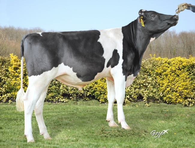 DOSE TAUREAU UPDATE - NFR5021940994 - 66A1989