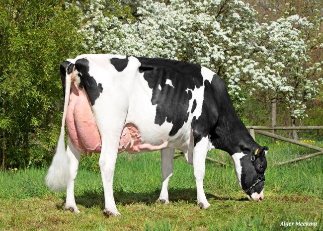 DOSE TAUREAU UPDATE - NFR5021940994 - 66A1989