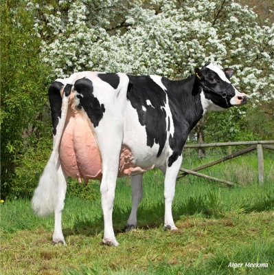 DOSE TAUREAU UPDATE - NFR5021940994 - 66A1989