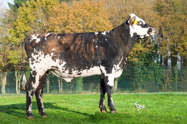 DOSE TAUREAU VERSTAPEN - NFR5024852183 - 56A4379