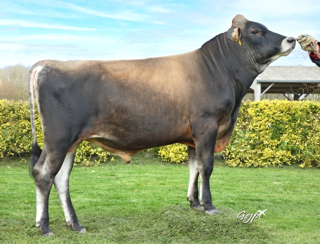 DOSE TAUREAU VJ SWIFT P - NFR5035762293 - 15A0495