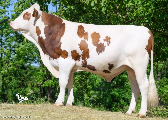 DOSE TAUREAU UFFO - NFR5238362199 - 46A3480