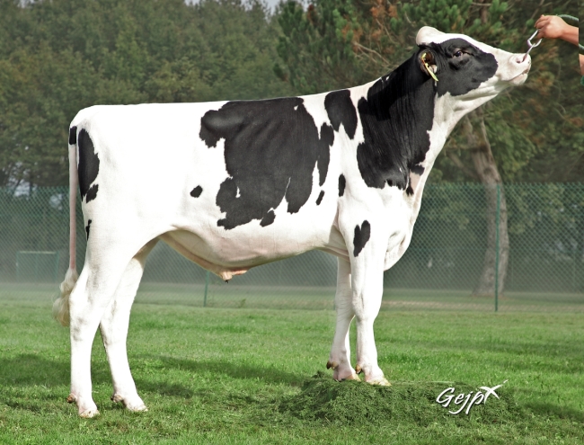 DOSE TAUREAU PIZARRO - NFR5316984444 - 6695087