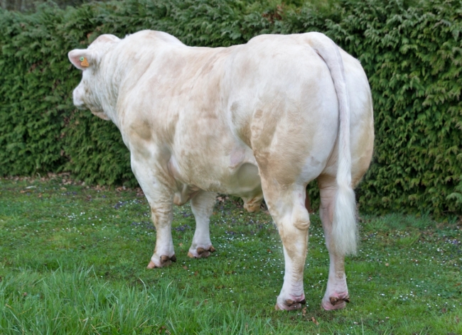 DOSE TAUREAU OURASI - NFR5343819804 - 3895918